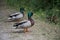 Mallard ducks in Park