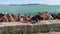 Mallard ducks picking up food on a stone wall of a pier