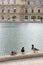 Mallard ducks by pond, Jardin du Luxembourg