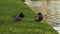 Mallard ducks preening and cleaning their feathers on a grass river bank by a river