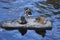 Mallard ducks rest on a rock, Farmington River, Canton, Connecticut.