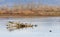 Mallard Ducks Resting and Wintering in the Mid-Willamette Valley, Marion County, Oregon