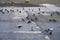 Mallard ducks on river`s embankment with pigeons waiting for feeding