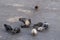 Mallard ducks on river`s embankment with pigeons waiting for feeding