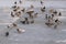 Mallard ducks on river`s embankment with pigeons waiting for feeding