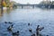 Mallard Ducks on River Thames at Bourne End, Buckinghamshire