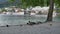 Mallard ducks searching food in the bank at Queenstown with background of boat parking