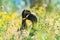 Mallard ducks sitting in a field of wildflowers, looking in opposite directions, artistic composition