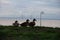 Mallard ducks on a small plain of grass with the Oresund bridge in the background on a cold winter day in MalmÃ¶, Sweden