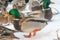 Mallard ducks in the snow on a frosty sunny day.