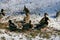 Mallard ducks in the snow on a frosty sunny day. Portrait of a wild duck in the winter season