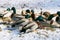 Mallard ducks in the snow on a frosty sunny day. Portrait of a wild duck in the winter season