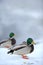 Mallard Ducks on Snow in Winter