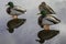 Mallard ducks standing