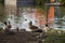 Mallard ducks standing on the banks of the lake in a gorgeous autumn landscape at Lincoln Park with a lake