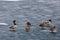 Mallard ducks standing on ice