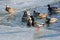 Mallard ducks swim in the cold river in winter