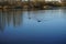 Mallard ducks swim on the lake Habermannsee in March. Berlin, Germany