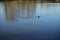 Mallard ducks swim on the lake Habermannsee in March. Berlin, Germany