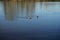 Mallard ducks swim on the lake Habermannsee in March. Berlin, Germany