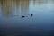 Mallard ducks swim on the lake Habermannsee in March. Berlin, Germany