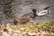 Mallard ducks swimming in a peaceful lake surrounded by lush green foliage