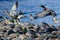 Mallard Ducks Taking to Flight from the Rocky River Shore