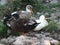 Mallard ducks with white american pekin duck