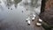 Mallard Ducks and white duck in a pond in autumn. Anas platyrhynchos