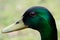 Mallard at Duddingston Loch, Scotland