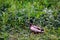 Mallard at Duddingston Loch, Scotland