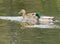 Mallard family and ducklings feeding in wetland pond