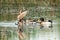 Mallard family are playing  and swimming in the wetlands park of Hengqin, Zhuhai city, China.