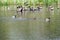 Mallard family swimming across the lake.