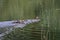 Mallard family swimming in the marsh in Kopacki rit wetland