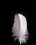 Mallard feather Anas  platyrhynchos