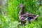 Mallard Female.