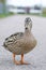 Mallard female duck