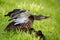 Mallard female duck with baby ducks