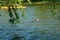 Mallard female duck with ducklings dabbling on lake water in a park in spring in Bucharest