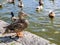 The mallard female duck in Iceland