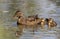 A Mallard female with ducklings