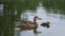 Mallard female with little duckling swim in lake