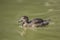 Mallard female swimming in the pond