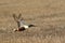 Mallard in flight