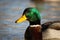 Mallard floating on blue river in springtime nature.