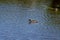 Mallard floating on the water