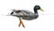 Mallard floating on the water, Anas platyrhynchos