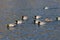 Mallard Flock on Lake