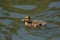 A mallard fluffy duckling in the waters of a pond.